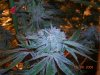 Strawberry Cough.jpg