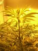 Grapefruit haze 13.jpg Grapefruit haze 13.jpg