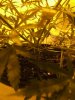 Grapefruit haze 18.jpg Grapefruit haze 18.jpg