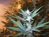 2011 grow-op 136.JPG