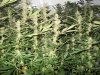 2011 grow-op 144.JPG