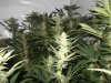 2011 grow-op 159.JPG