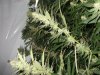 2011 grow-op 160.JPG