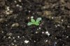 Plant 2-1.jpg