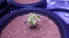 sick plant 1.jpg sick plant 1.jpg