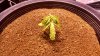 sick plant 2.jpg