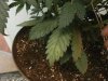 yellowleaf.JPG