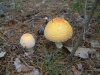 DSCF0003-12.JPG