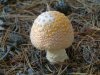 DSCF0054-15.JPG