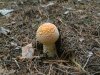 DSCF0120-13.JPG