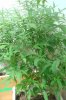 OGKush2_Day126_flowering.JPG