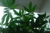 OGKush2_Day126_no mo mites.JPG