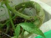 OGKush2_Day126_weird black spots protruding or attached.JPG