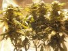 481759816-Grow_1_Flower_01.jpg 481759816-Grow_1_Flower_01.jpg