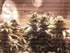 481759831-Grow_1_Flower_02.jpg 481759831-Grow_1_Flower_02.jpg