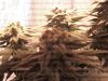 481759846-Grow_1_Flower_03.jpg 481759846-Grow_1_Flower_03.jpg
