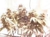 481759860-Grow_1_Flower_04.jpg 481759860-Grow_1_Flower_04.jpg