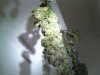 481759874-Grow_1_Harvest_01.jpg 481759874-Grow_1_Harvest_01.jpg