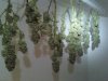 481759887-Grow_1_Harvest_02.jpg 481759887-Grow_1_Harvest_02.jpg