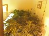 481777797-Grow_5_Flower_02.jpg