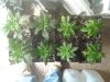 481801228-Grow_5_Veg_08.jpg