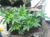 481801242-Grow_5_Veg_06.jpg