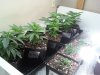 481801257-Grow_5_Veg_07.jpg