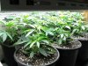 481801271-Grow_5_Veg_01.jpg