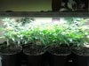 481801286-Grow_5_Veg_02.jpg