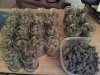 481811569-Grow_6_Harvest_01.jpg
