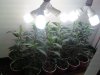 481831379-Grow_7_Clones_01.jpg