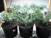 481831408-Grow_7_Veg_05.jpg