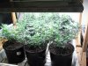 481831422-Grow_7_Veg_02.jpg