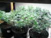 481831452-Grow_7_Veg_01.jpg