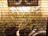 481831483-Grow_7_Flower_05.jpg