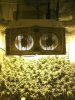 481831499-Grow_7_Flower_04.jpg