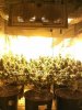 481831513-Grow_7_Flower_03.jpg