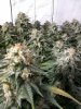481831526-Grow_7_Flower_01.jpg