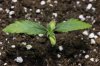 Plant 6.jpg Plant 6.jpg