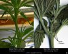 1404713d1173961586-4th-cfl-grow-jungle-growth-cannabis_gender1.jpg