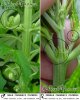 1404714d1202725206-4th-cfl-grow-jungle-growth-male_female_cannabis.jpg