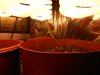 DSCN1059.JPG