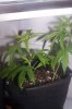 plants 3.jpg