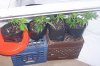 plants group.jpg