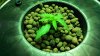 Blue Dream (DWC) [Day 1].jpg