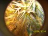 100_1520.JPG