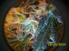 100_1528.JPG