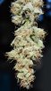 G13 Haze.jpg