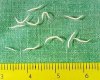 pinworm.jpg