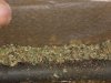 rollin.jpg rollin.jpg